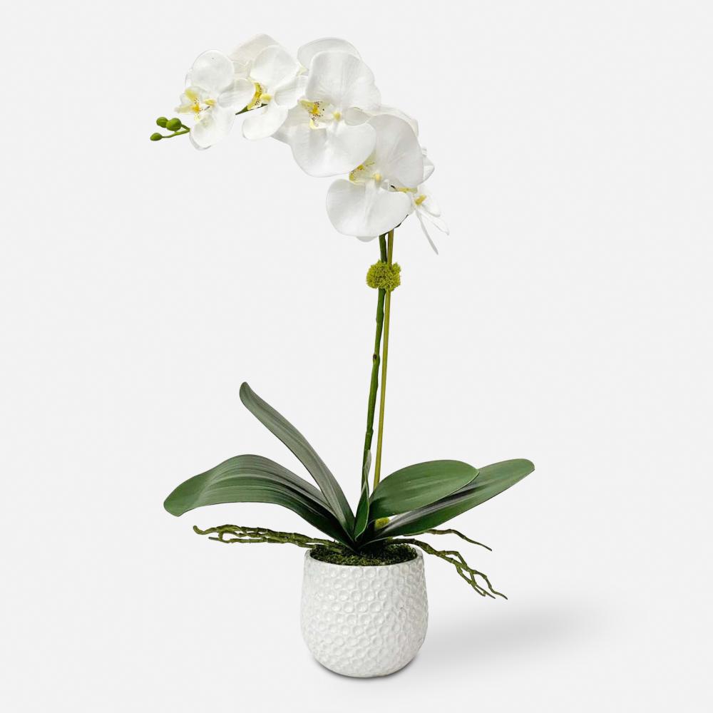 Cami White Orchid